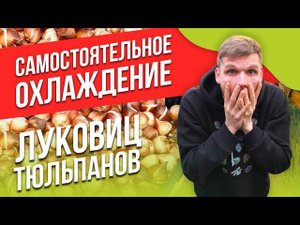 Охлаждение луковиц тюльпанов по 5ти градусной технологии