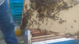 ?Зимовка пчел по Норвежски. Отстроено 6 рамок вощины