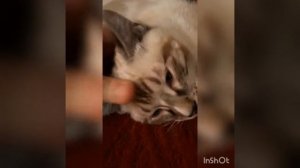 Попугай заболел ей плохо. Что делать. Милый миша.