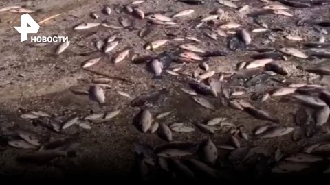 Массовый рыбный мор: последствия обмеления реки после подрыва Каховской ГЭС / РЕН Новости