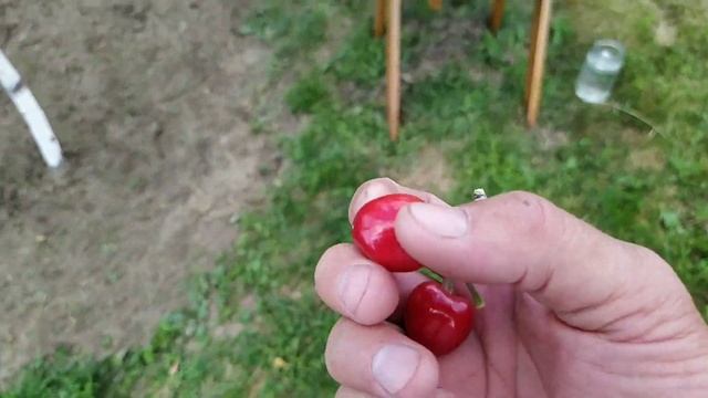 Черешня Огненный шар 12.06.2022 смотреть онлайн