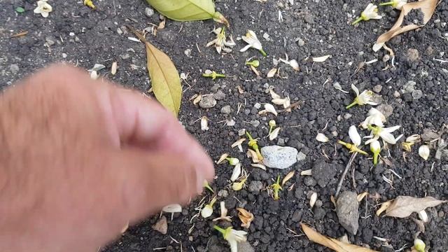 Цветки апельсина осыпаются даже в земле. смотреть онлайн