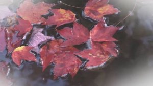 Солист Дмитрий Заболкин - Клён ты мой опавший (Романс).