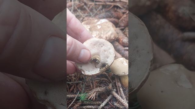 Goryczak Żółciowy - Zepsuje każdą potrawę. GRZYBY 2023 смотреть онлайн