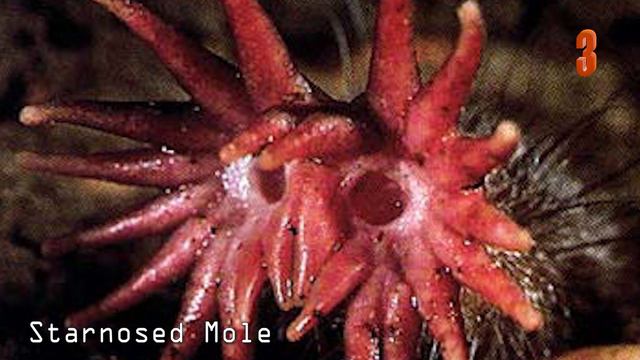 World's WEIRDEST Animals смотреть онлайн