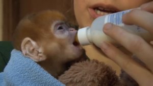 Cute ginger monkey born at ZSL London Zoo