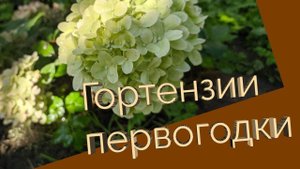 Гортензии первогодки 2021 г.