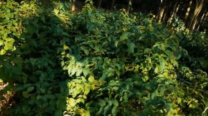 Диервилла I Diervilla rivularis