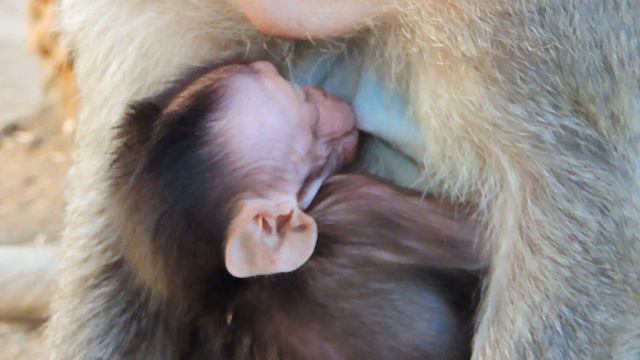 Congratulation Baby Milo Go Back To Mama Emila / Milo So Hungry And Get Much Milk /PTM 1868 смотреть онлайн