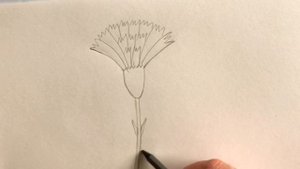 Как Нарисовать Гвоздику Карандашом Своими руками Простые домашние рисунки / How to draw flower