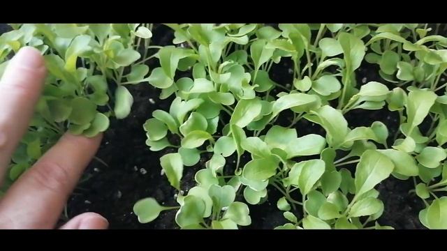 Руккола на подоконнике за 30 дней.Выращивание, посев, пикировка.