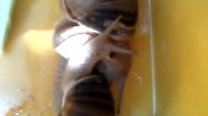 Спаривание улиток