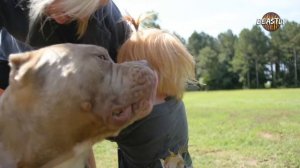 The World’s Ultimate Pit Bulls | BIG DOGZ