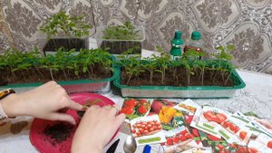 ПРАВИЛЬНАЯ ПИКИРОВКА ТОМАТА!!!