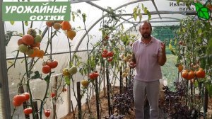 С чем ЛУЧШЕ катать ТОМАТЫ? Самое вкусное и полезное сочетание!