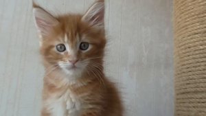 Котёнок Мейн Кун, девочка 3, красный мрамор. 1.5 месяца. 25.08.14