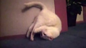Кот умеет делать кувырок