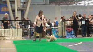 Монопородная выставка ши тцу 24 апр ,эксп  Расчихмарова Т