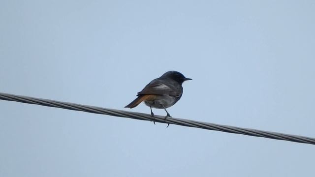 Горихвостка-чернушка. ( Phoenicurus ochruros ) смотреть онлайн