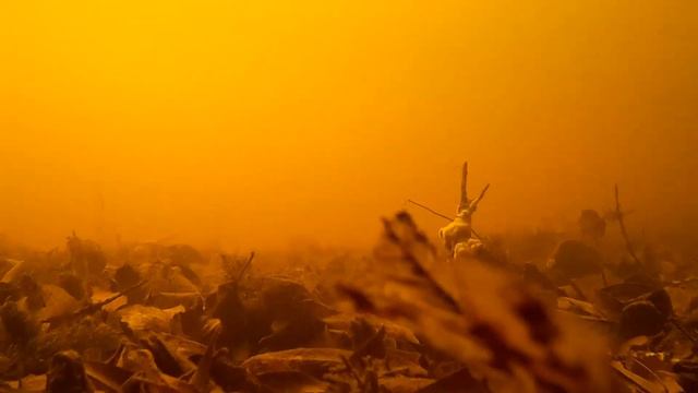 Тест SJ4000wifi функция подводной съёмки, ПО V1.1 29дек2015г смотреть онлайн