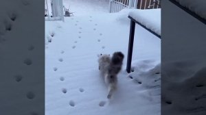 Хитрый котик