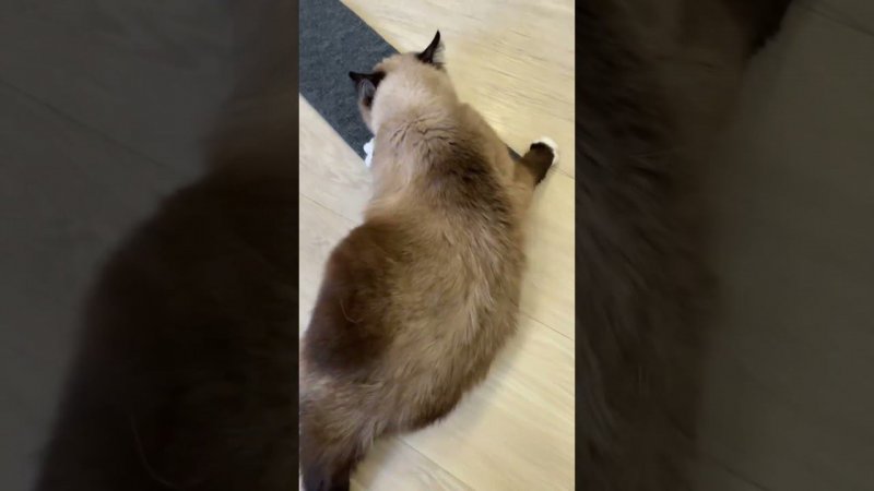 Кошка сошла с ума