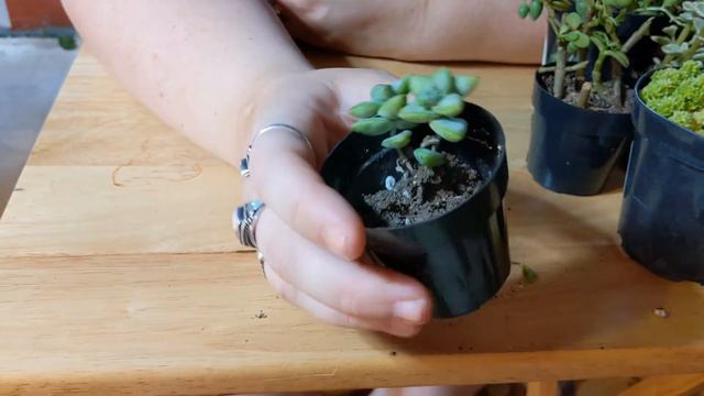 LOWES PLANT HAUL / Succulent Fairy Garden Ideas!!! смотреть онлайн