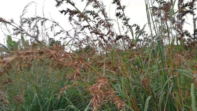 Citronella Grass (Cymbopogon nardus) смотреть онлайн