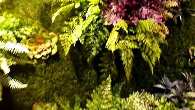 Фитостена из искусственных растений в одном минском офисе. смотреть онлайн