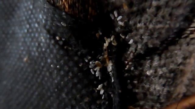 Как выглядят ПОСТЕЛЬНЫЕ КЛОПЫ и их яйца.