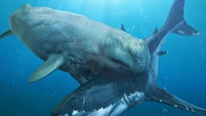 Пойман Самый Огромный Кальмар в Мире