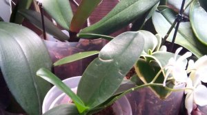 Орхидеи под лампами Uniel. Вся правда,  плюсы и минусы.