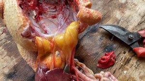 Как выглядит тушка Мини мясного петушка//Мини мясные палевые куры для органического мяса и яиц