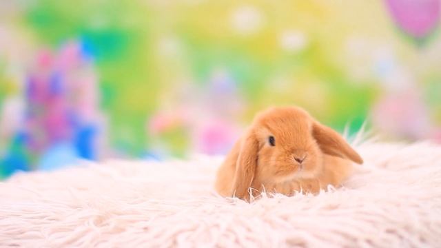 ДВ Уль, карликовый вислоухий кролик, желтый, мальчик смотреть онлайн