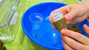 КОМНАТНЫЕ РАСТЕНИЯ(ЦВЕТЫ).ПОКУПКИ И НОВЫЕ АЛОКАЗИИ.