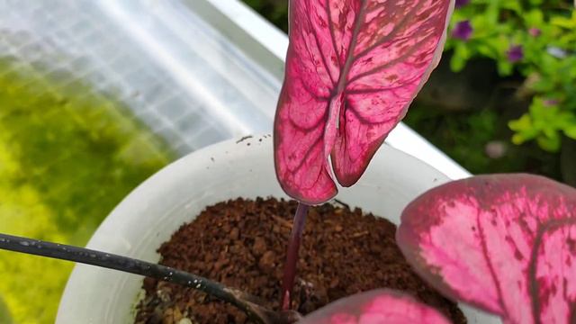 Caladium Hybrid LC Series смотреть онлайн