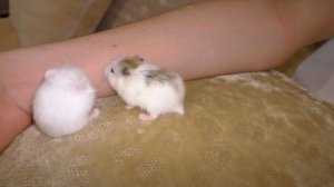 Застукала Алису ночью с.... хомяком / Alisa Easy Pets