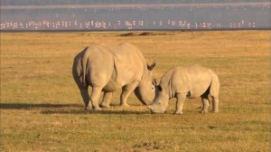 Формулы жизни - Часть 2.Закон размера -Документальный фильм