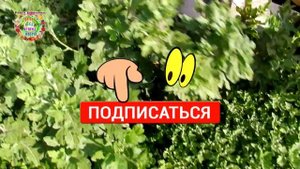 Чем провести подкормку хризантем перед цветением?