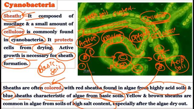 Structure and Reproduction in Cyanobacteria: Blue Green Algae: Prokaryotic Photosynthetic Bacteria