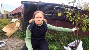 Копаем глубокий септик. Посадили плодовые деревья