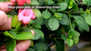 Barleria repens grow and care, the coral creeper!