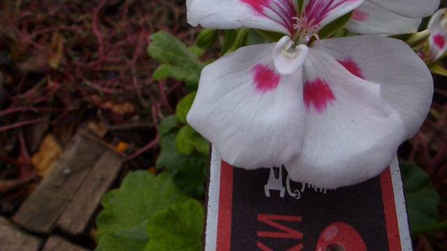 Пеларгония№103 смотреть онлайн