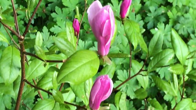 Magnolia 'Galaxy' Les coupes pourprées dirigées vers le ciel смотреть онлайн