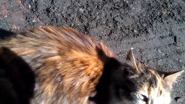 Дружбаны. Собака дружит с кошкой.