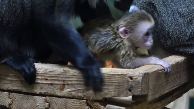 Малыш браззы познает мир 21 12 2020 смотреть онлайн