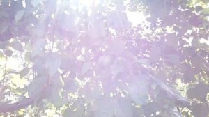 Прививка черешни и сливы на алычу