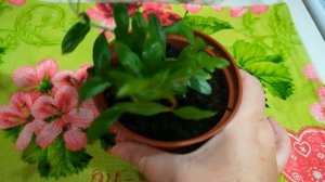 Комнатный гранат. Взошли семена!  Экокуб. Карликовый гранат.