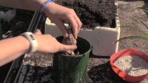 How to Grow and Divide Nerines - Varieties and Flower Colours.