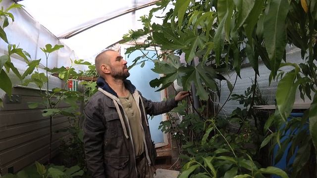 Гранат зацвел, растения на выбывание из теплицы